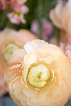 Picture of PASTEL PEACH FLORAL