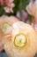 Picture of PASTEL PEACH FLORAL