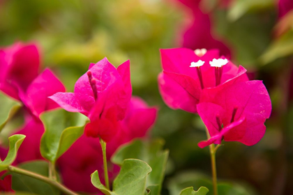 Picture of MAGENTA BOUGAINVILLEA I