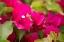 Picture of MAGENTA BOUGAINVILLEA II