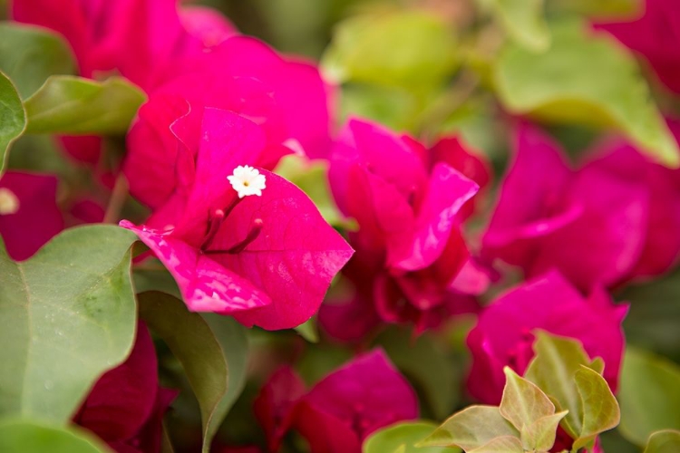 Picture of MAGENTA BOUGAINVILLEA II