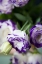 Picture of PURPLE TIPPED FLORAL II
