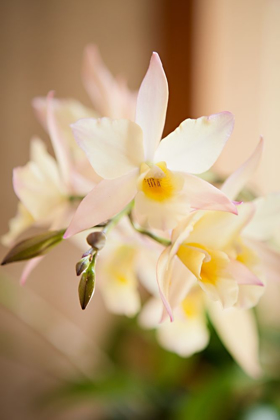 Picture of WHITE AND YELLOW BURSTING FLOWER