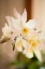 Picture of WHITE AND YELLOW BURSTING FLOWER