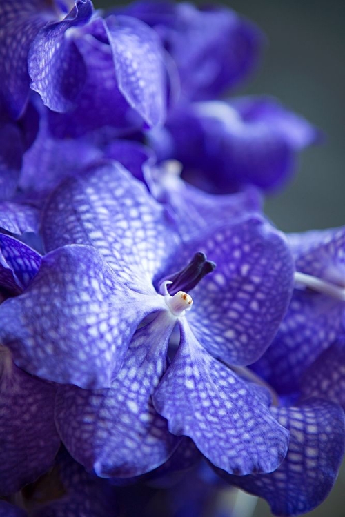 Picture of VIBRANT PERIWINKLE FLORAL I