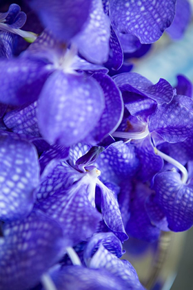 Picture of VIBRANT PERWINKLE FLORAL II