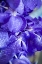 Picture of VIBRANT PERWINKLE FLORAL II