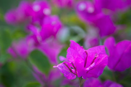 Picture of MAGENTA BLOOM