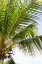 Picture of TROPICAL COCONUT TREE
