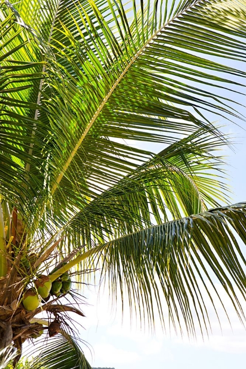 Picture of TROPICAL COCONUT TREE