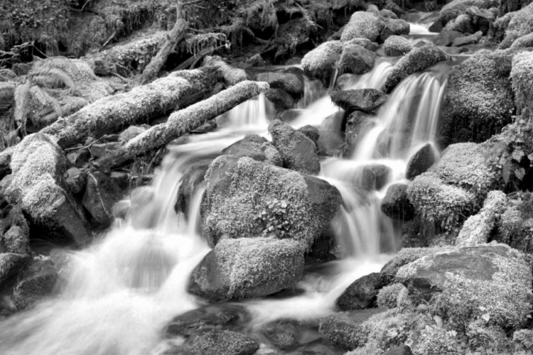 Picture of FOREST STREAM BW