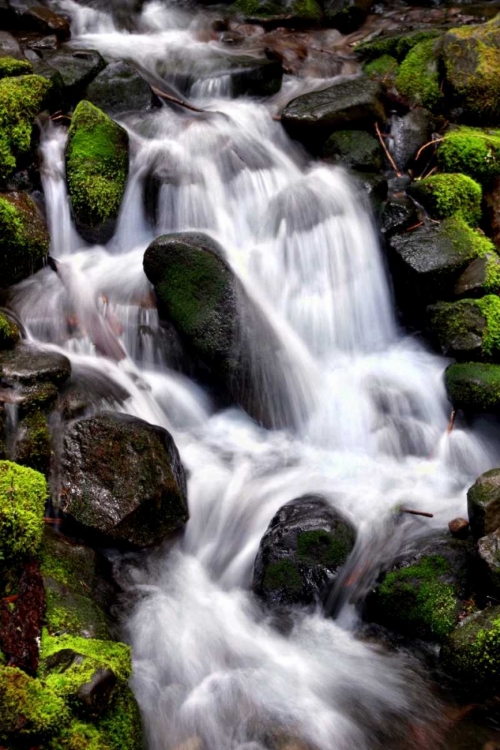 Picture of TRAILSIDE WATERFALL I