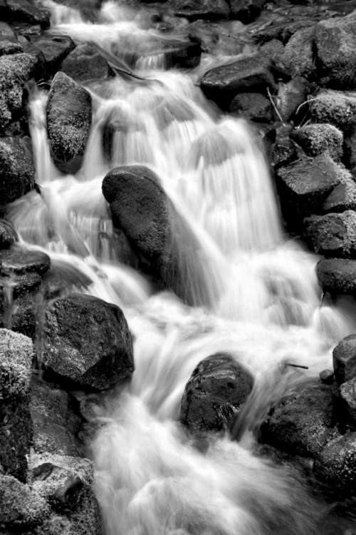 Picture of TRAILSIDE WATERFALL I BW