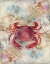 Picture of RED CRAB