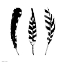 Picture of THREE FEATHERS