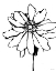 Picture of DAHLIA