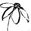 Picture of DAISY