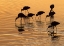 Picture of IBIS SUNSET
