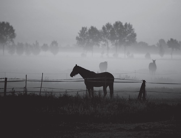 Picture of GRAZING IN THE MIST