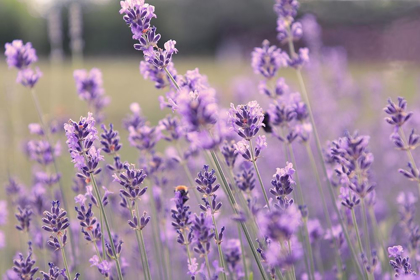 Picture of FRENCH LAVENDER FIELD
