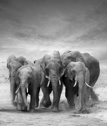 Picture of ELEPHANT HERD