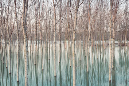 Picture of WHITE BIRCHES IN THE RIVER 