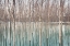 Picture of WHITE BIRCHES IN THE RIVER 