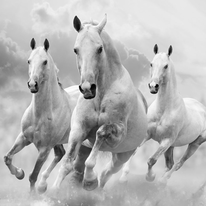 Picture of THREE WHITE STALLIONS