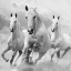 Picture of THREE WHITE STALLIONS