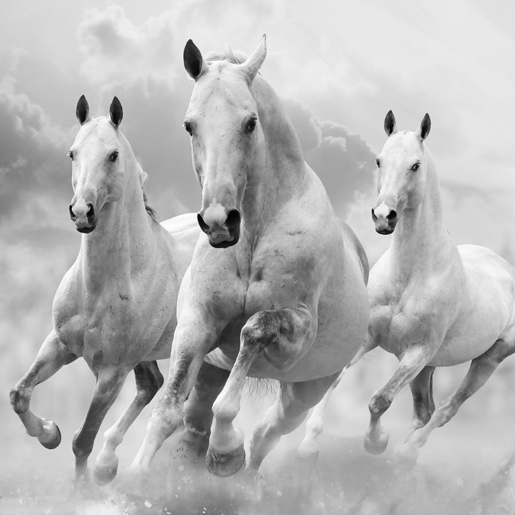 Picture of THREE WHITE STALLIONS