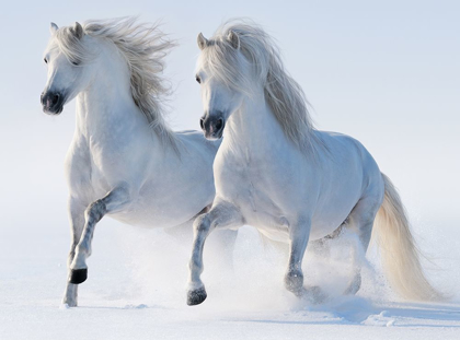 Picture of SNOW GALLOP