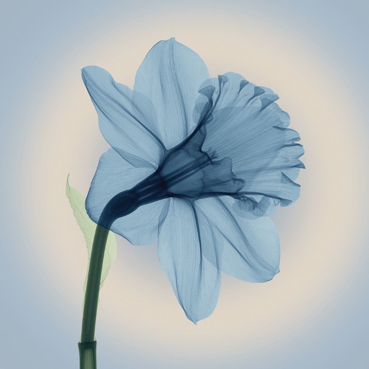 Picture of VEILED BLOSSOM, BLUE
