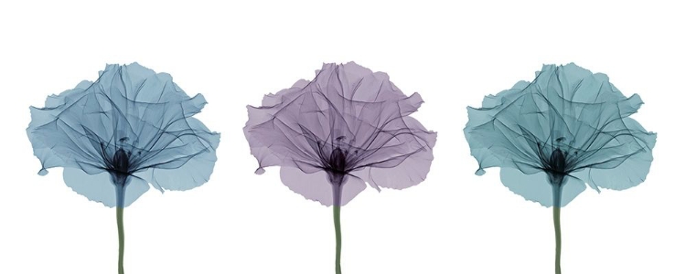 Picture of THREE FLOWERS IN COLOR