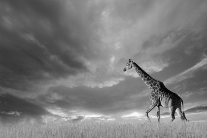 Picture of GIRAFFES, AFRICAN SKIES