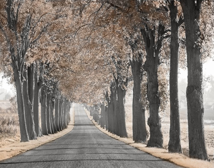 Picture of ROAD THROUGH TREE ALLEY