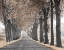 Picture of ROAD THROUGH TREE ALLEY