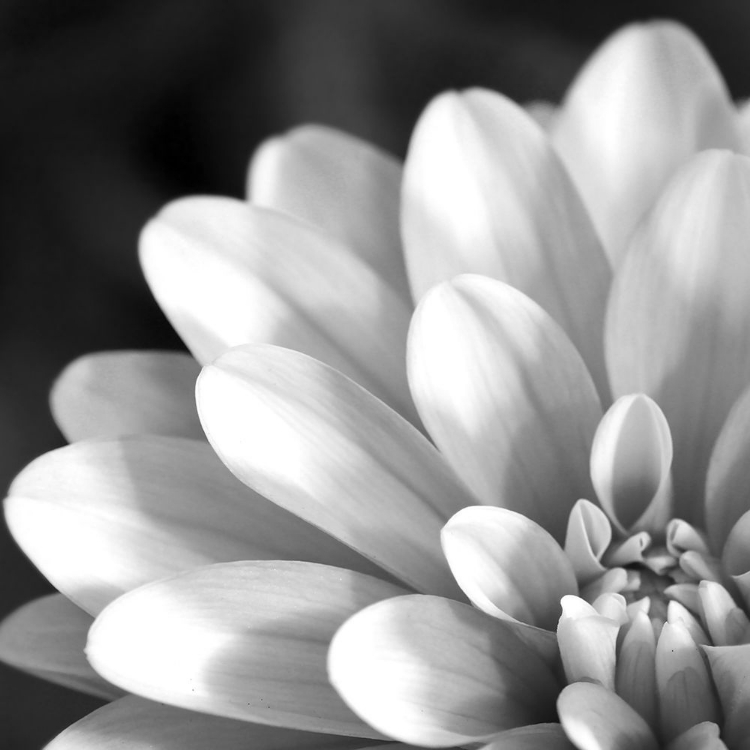 Picture of RADIATING PETALS