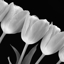 Picture of TULIP LINE