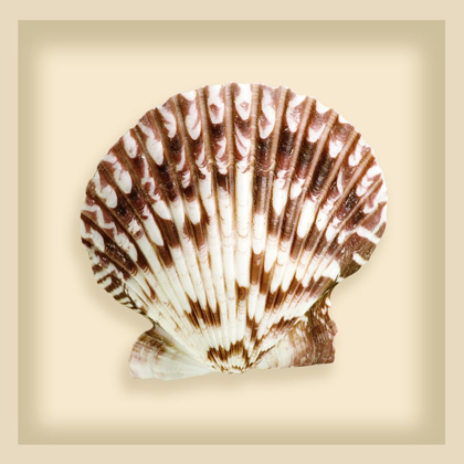 Picture of RADIAL SEASHELL