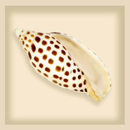 Picture of LEOPARD SHELL