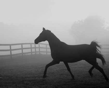 Picture of MORNING PASTURE II