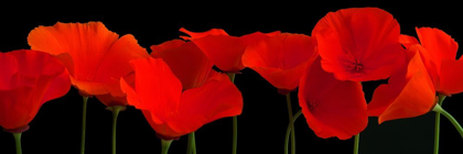 Picture of VERMILION POPPIES