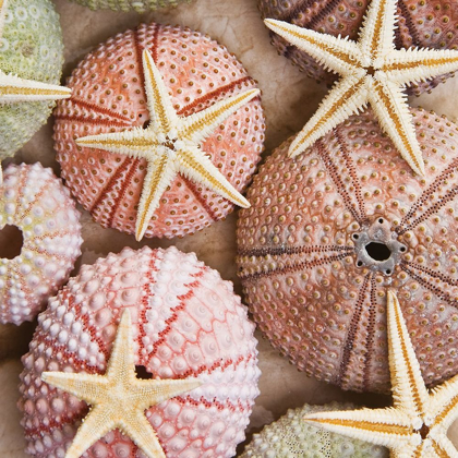 Picture of STARFISH AND SEA URCHINS