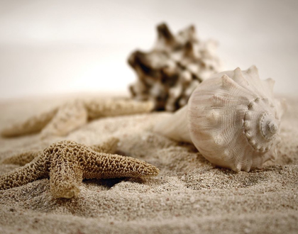 Picture of SEASHELLS IN THE SAND