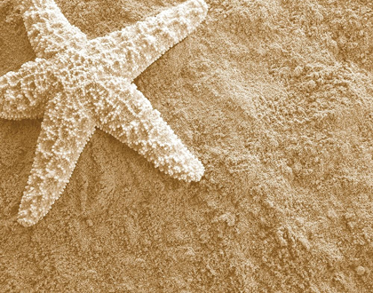 Picture of STARFISH IN THE SAND