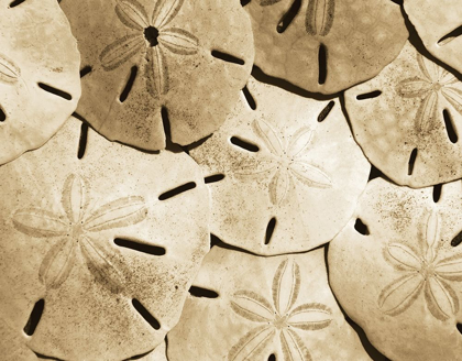 Picture of SAND DOLLAR GROUPING