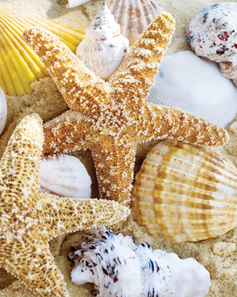 Picture of STARFISH AND SHELLS