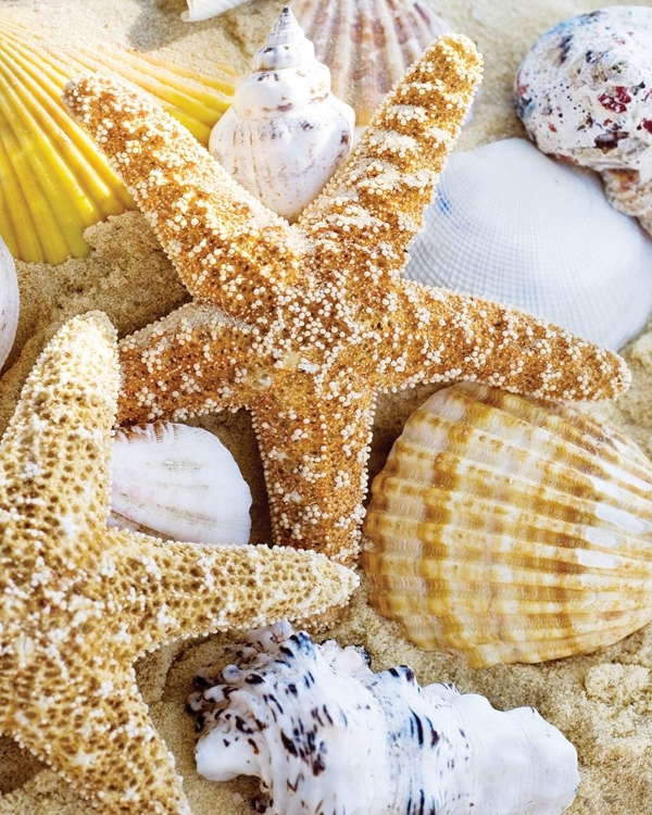 Picture of STARFISH AND SHELLS