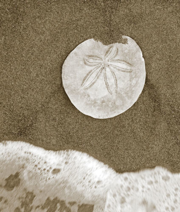Picture of SAND DOLLAR AND SURF