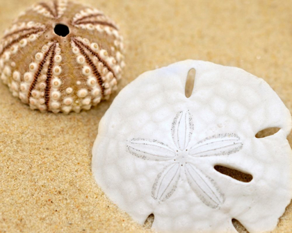 Picture of SAND DOLLAR AND SEA URCHIN